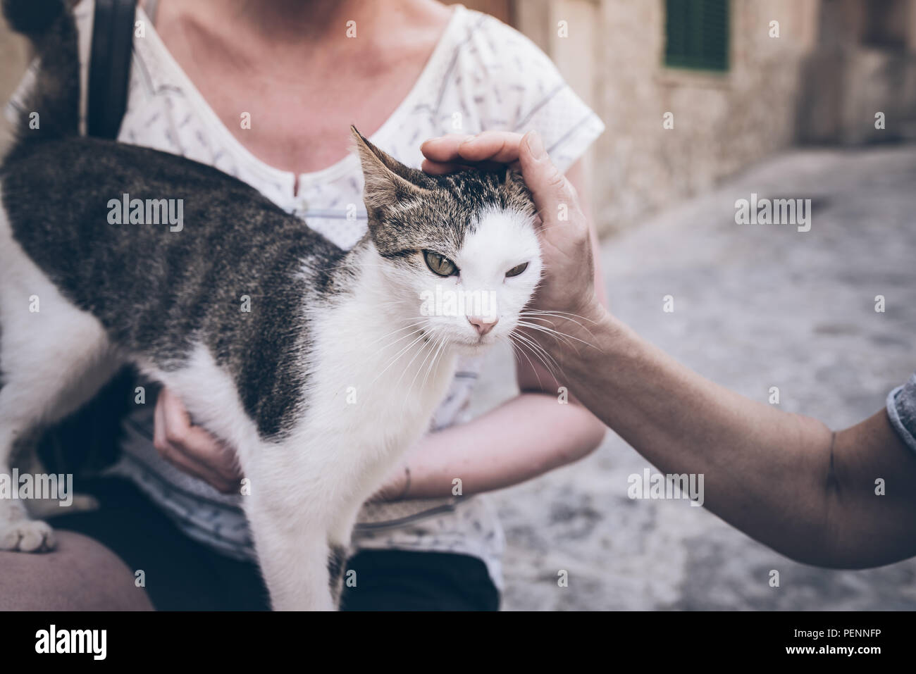 people petting young cat on street Stock Photo