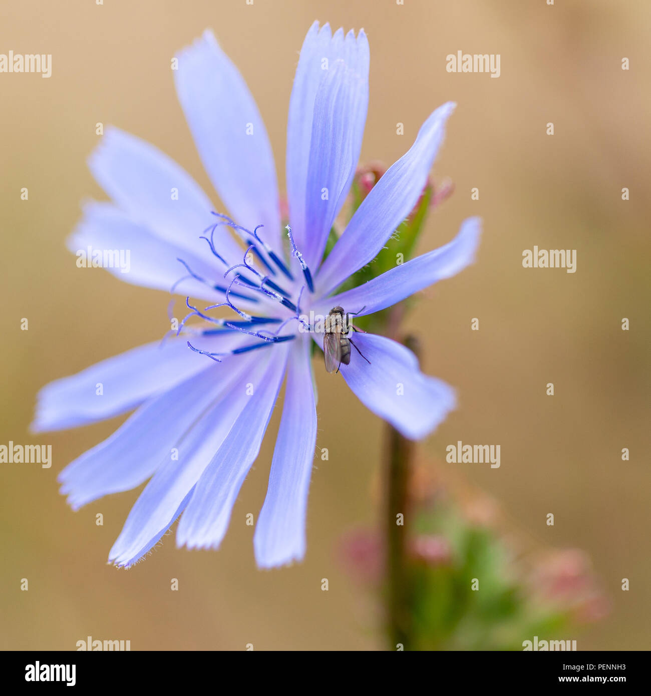 Small black fly settled on a pale blue chicory flower (cichorium intybus) growing near the coast in southern England, UK Stock Photo
