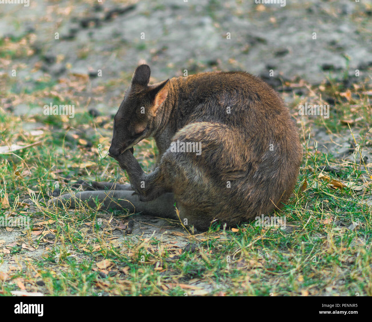 One red legged pademelon or Thylogale stigmatica Stock Photo