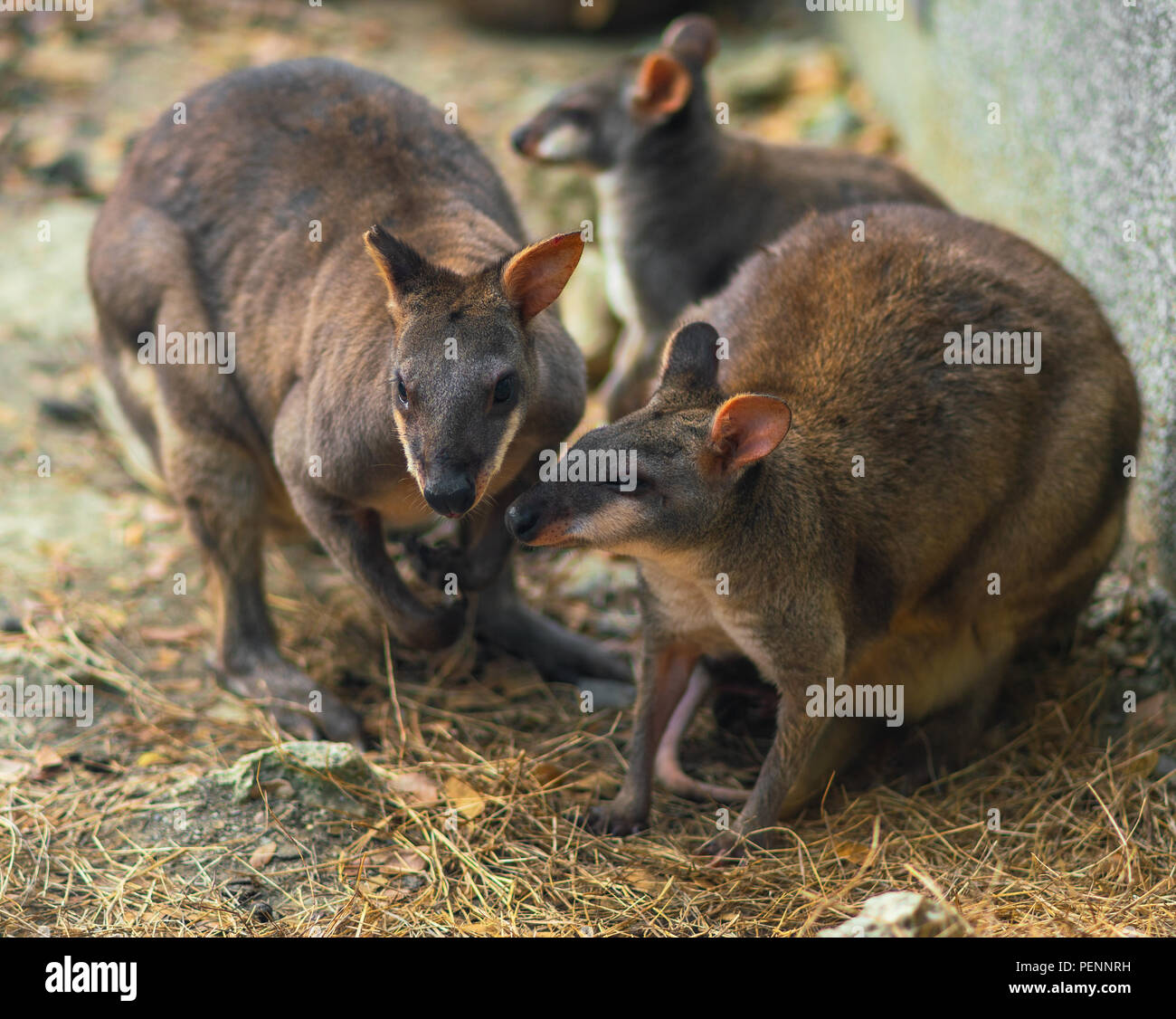 Group of three red legged pademelon or Thylogale stigmatica Stock Photo
