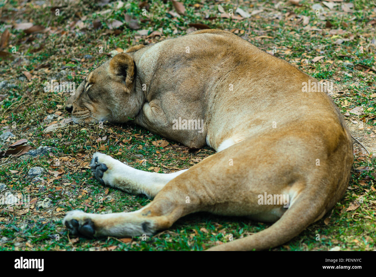 Close-up view of a lioness resting on the ground Stock Photo