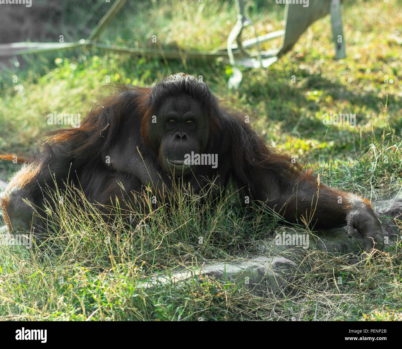 Bornean orangutan looking at the camera lens Stock Photo