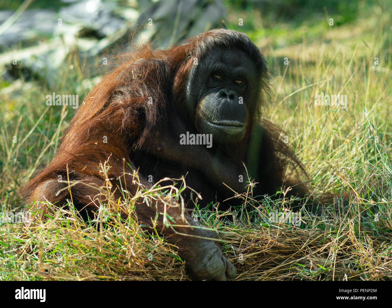 Bornean orangutan looking at the camera lens Stock Photo