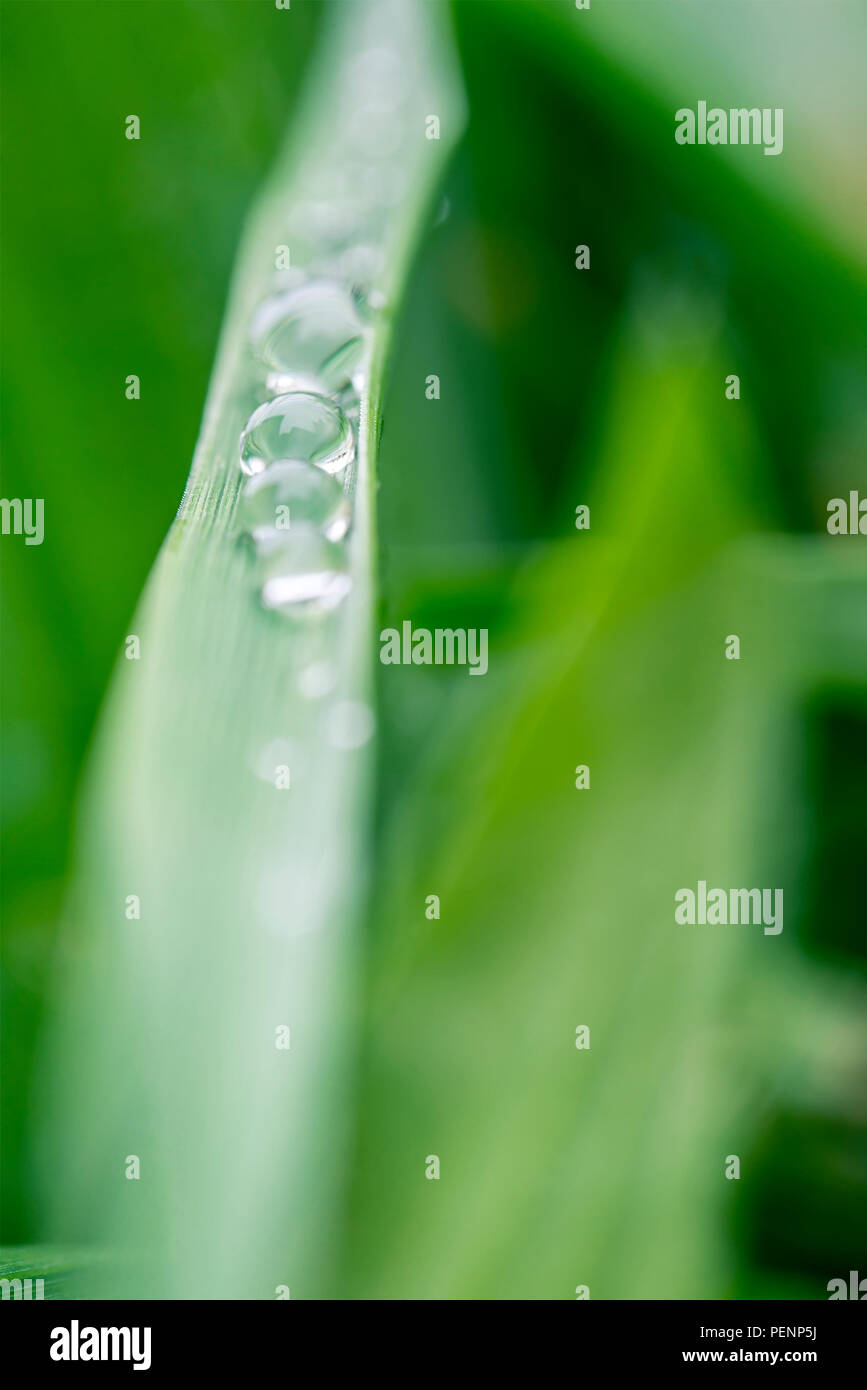 Green grass raindrops closeup hi-res stock photography and images - Alamy