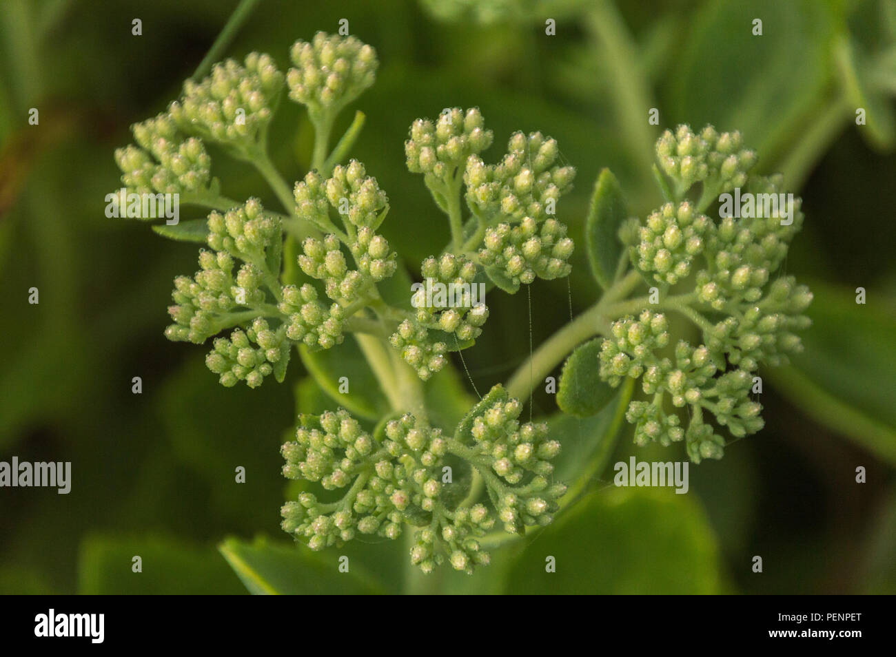 Dew covered sedum flower buds abstract closeup on a misty summer morning Stock Photo