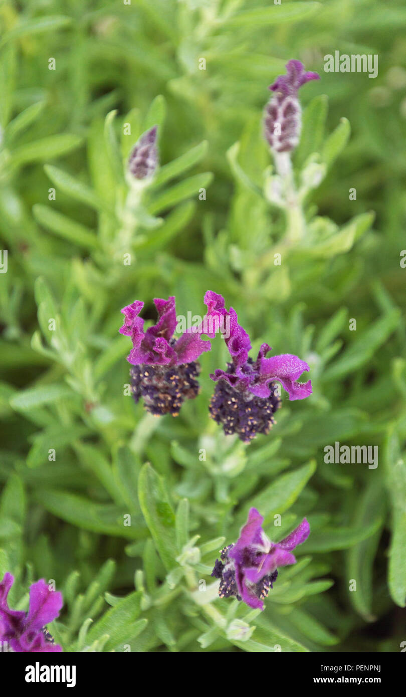 Fragrant spanish lavender lavandula Stoechas flowing in summer Stock
