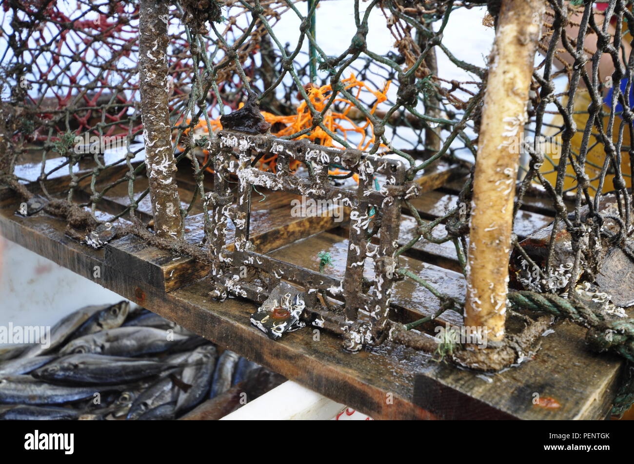 Lobster pot hires stock photography and images Alamy