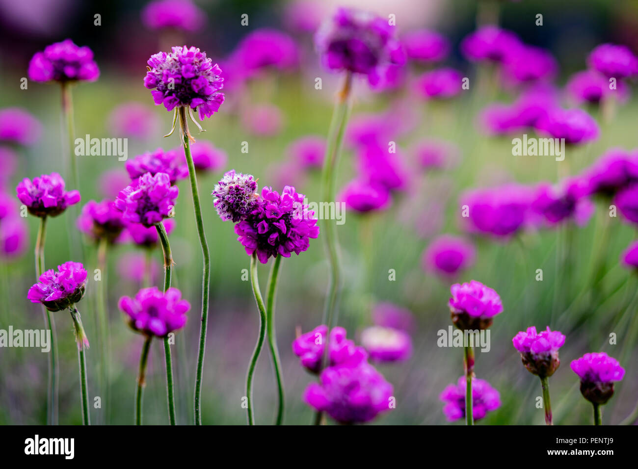 Purple vibe hi-res stock photography and images - Alamy