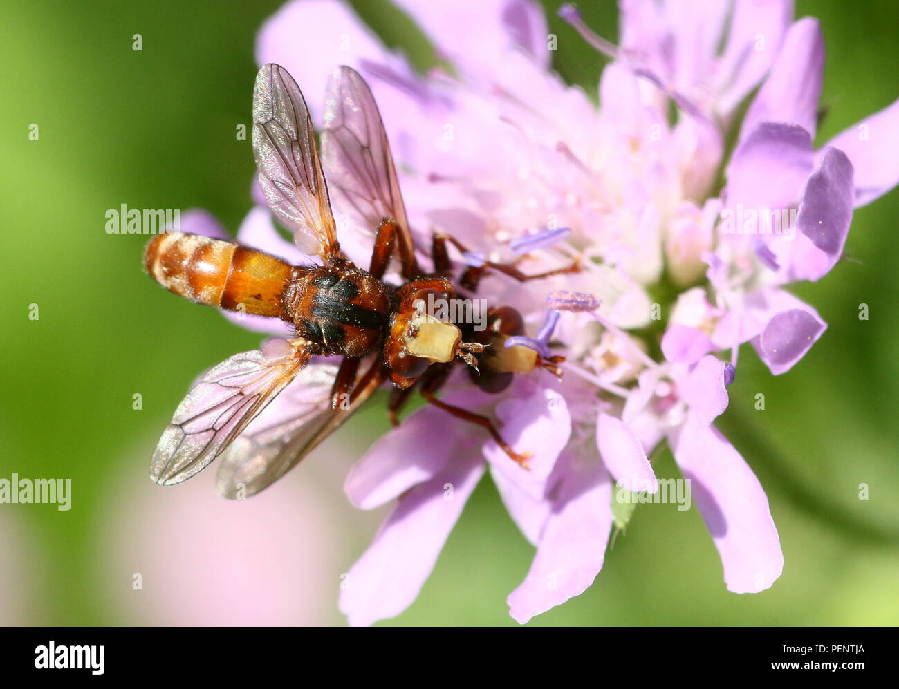 Mating European Common thick-headed Fly (Sicus ferrugineus - Conopidae)  on a pink mist flower Stock Photo