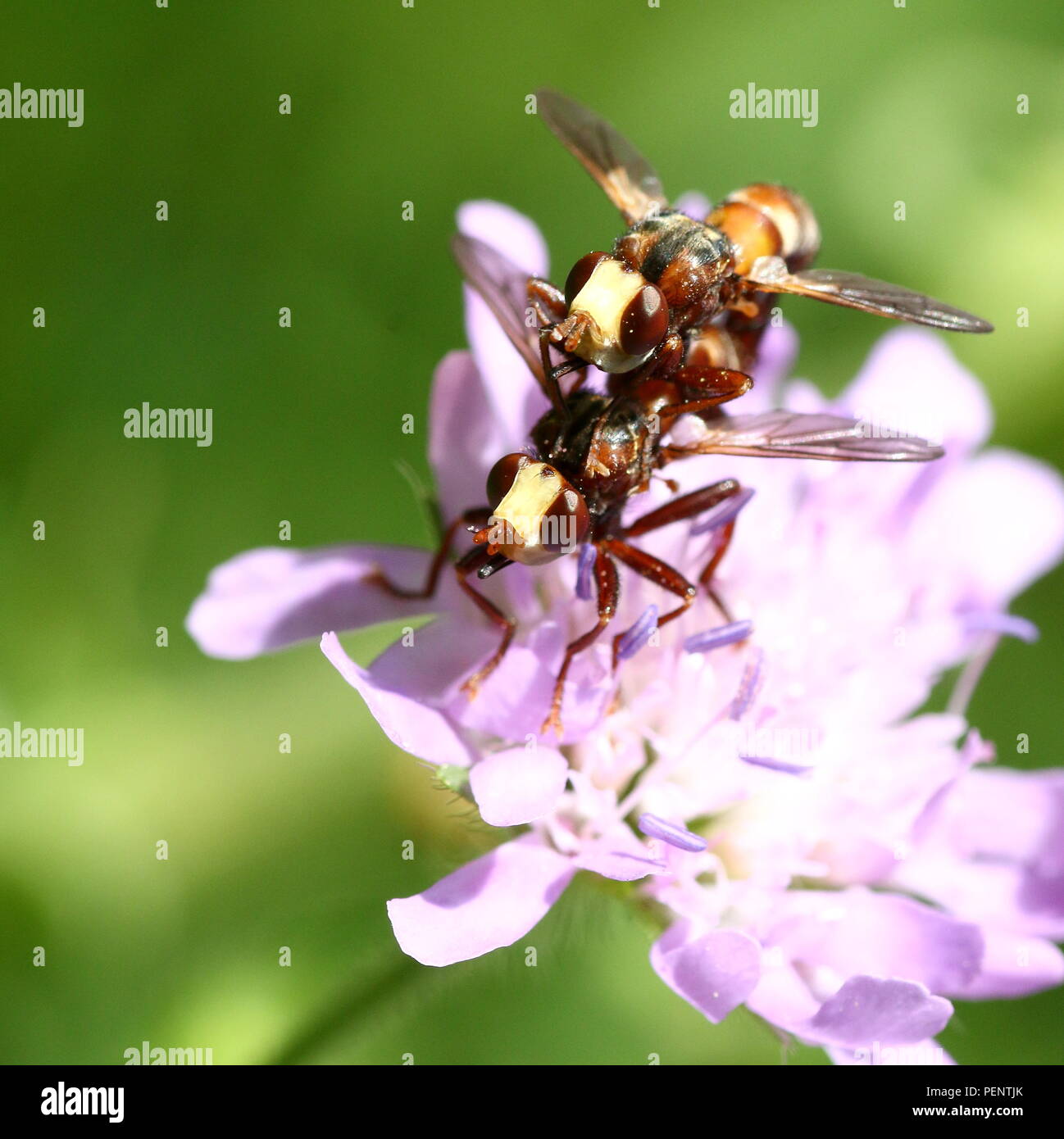 Mating European Common thick-headed Fly (Sicus ferrugineus - Conopidae)  on a pink mist flower Stock Photo