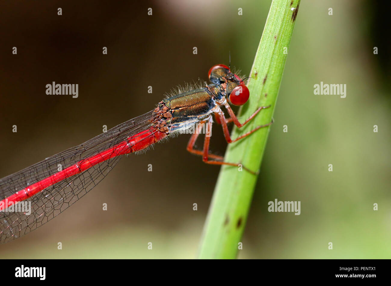 European Small Red Damselfly (Ceriagrion tenellum) Stock Photo