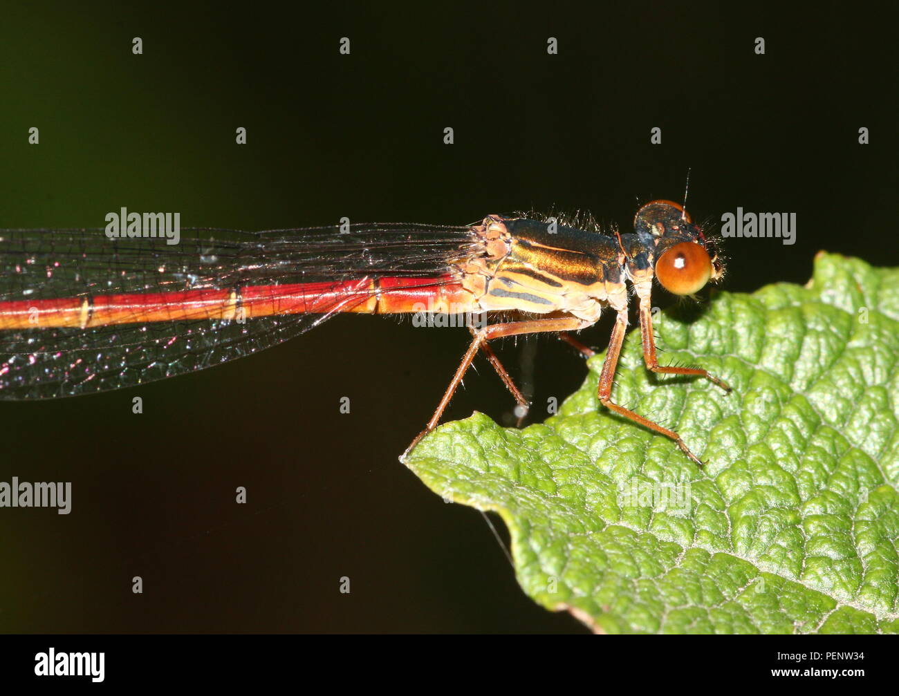 European Small Red Damselfly (Ceriagrion tenellum) Stock Photo