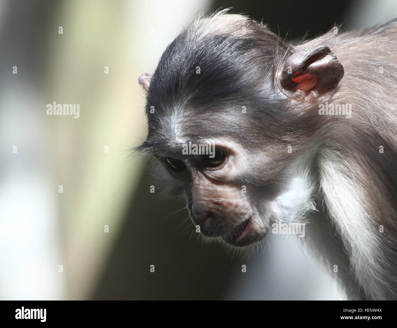 West African White-crowned mangabey (Cercocebus atys/ torquatus lunulatus) A.k.a. Sooty, White-naped or white-collared mangabey Stock Photo