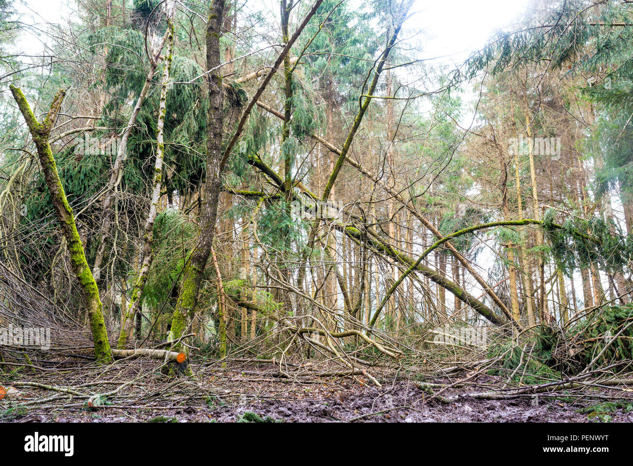 Forest with wind debris and fallen branches littering the foreground following a storm with a stand of tall trees in the background. Stock Photo