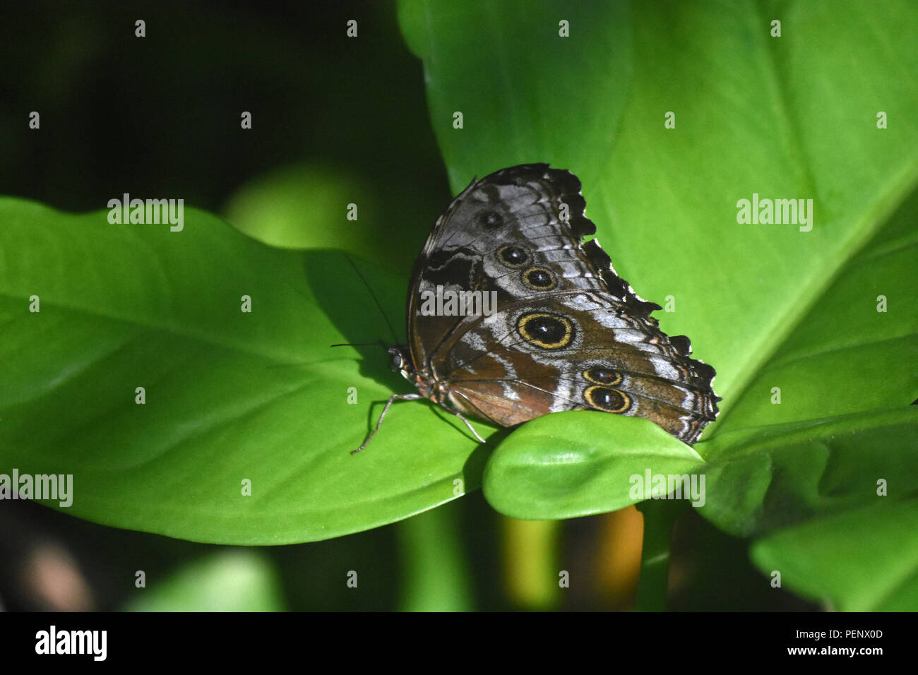 Blue morpho butterfly with eyespots on its wings Stock Photo Alamy