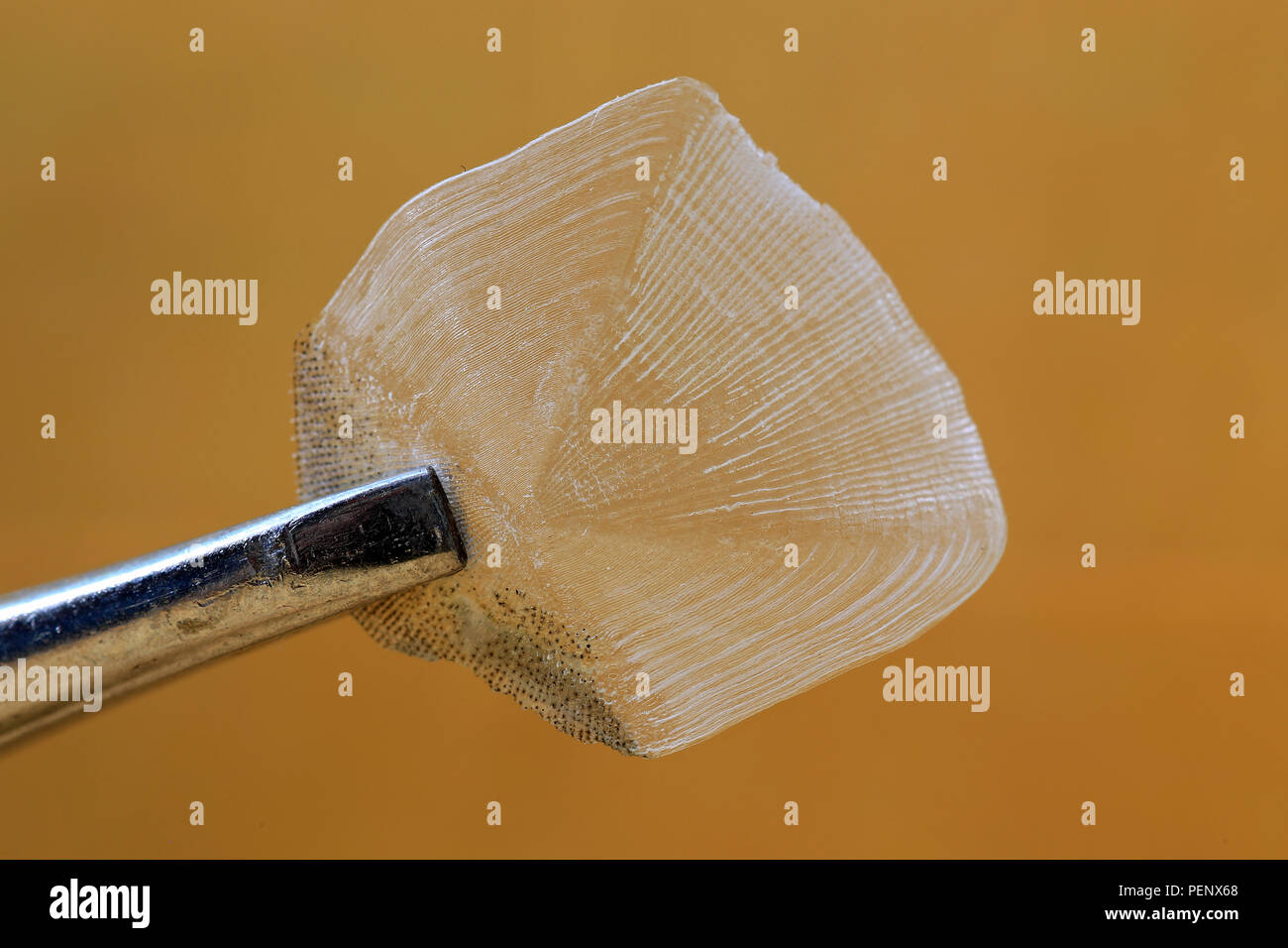 A fish scale (striped bass) used to determine the fish's age by reading the growth rings Stock Photo