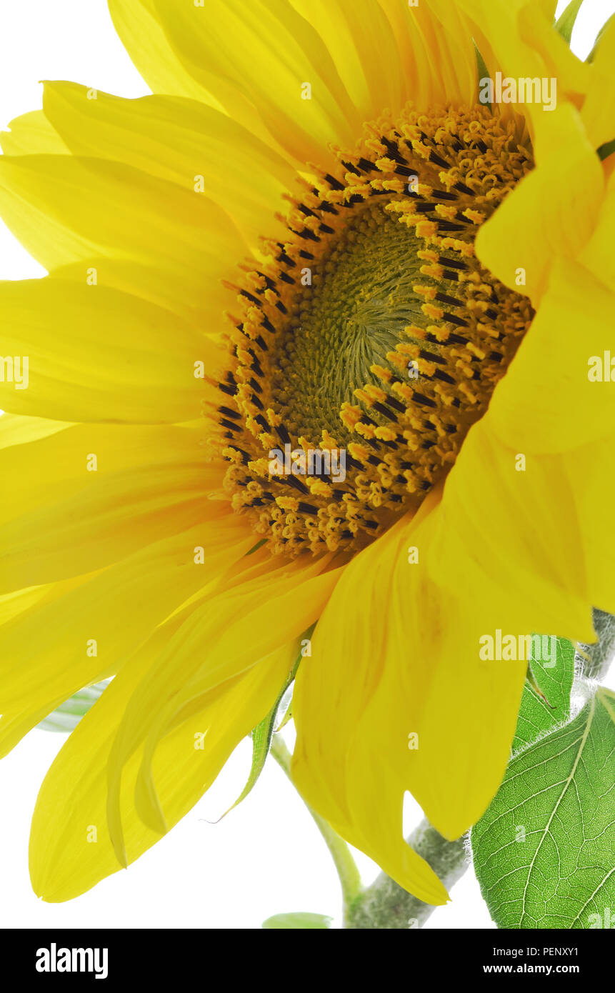 Detail of sunflower isolated on white background Stock Photo - Alamy
