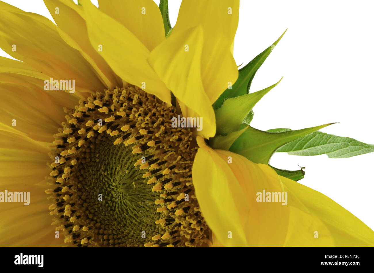 Detail of sunflower isolated on white background Stock Photo - Alamy