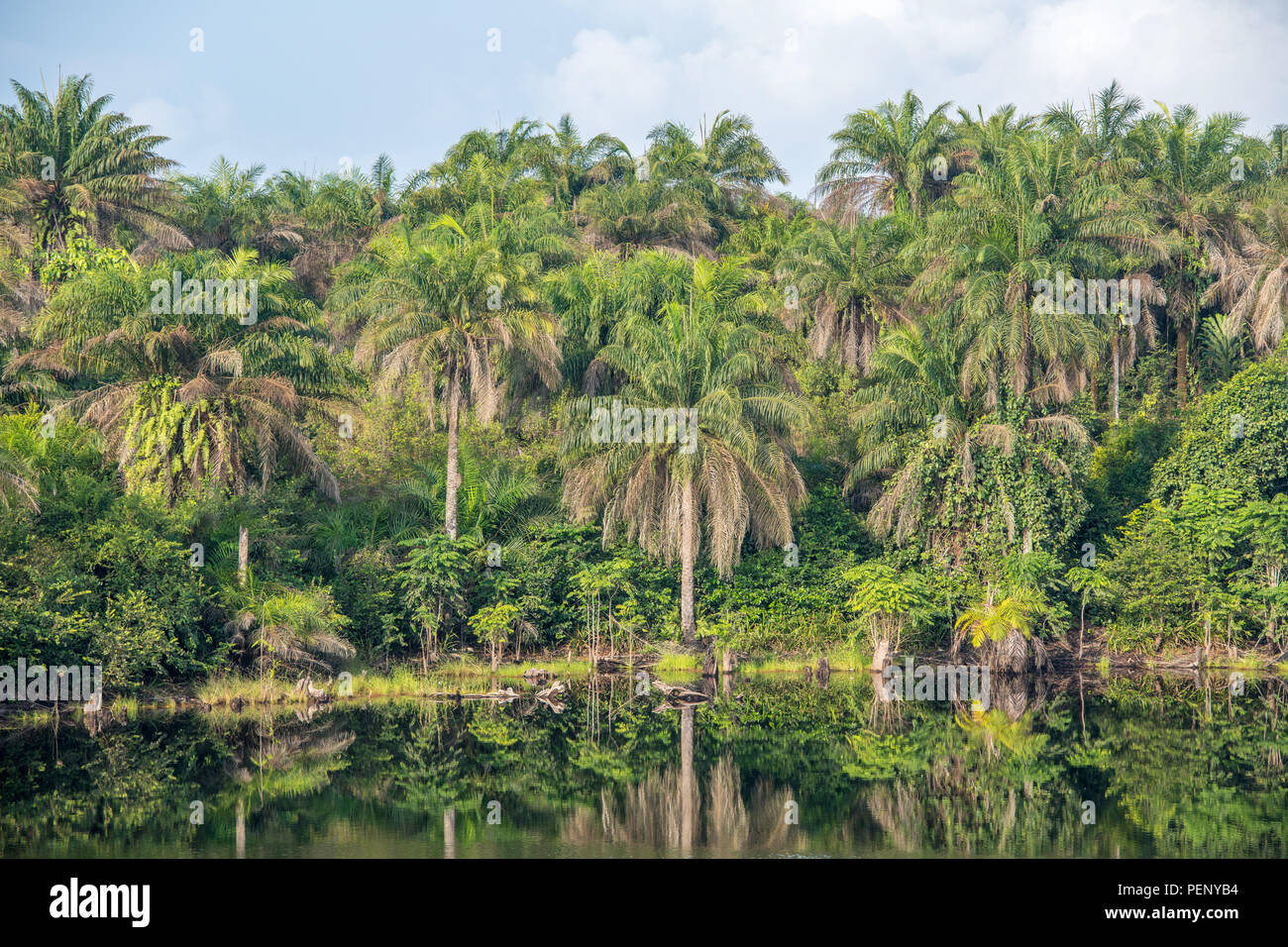 Full frame image of palm trees reflecting on water in Ganta Liberia. Stock Photo