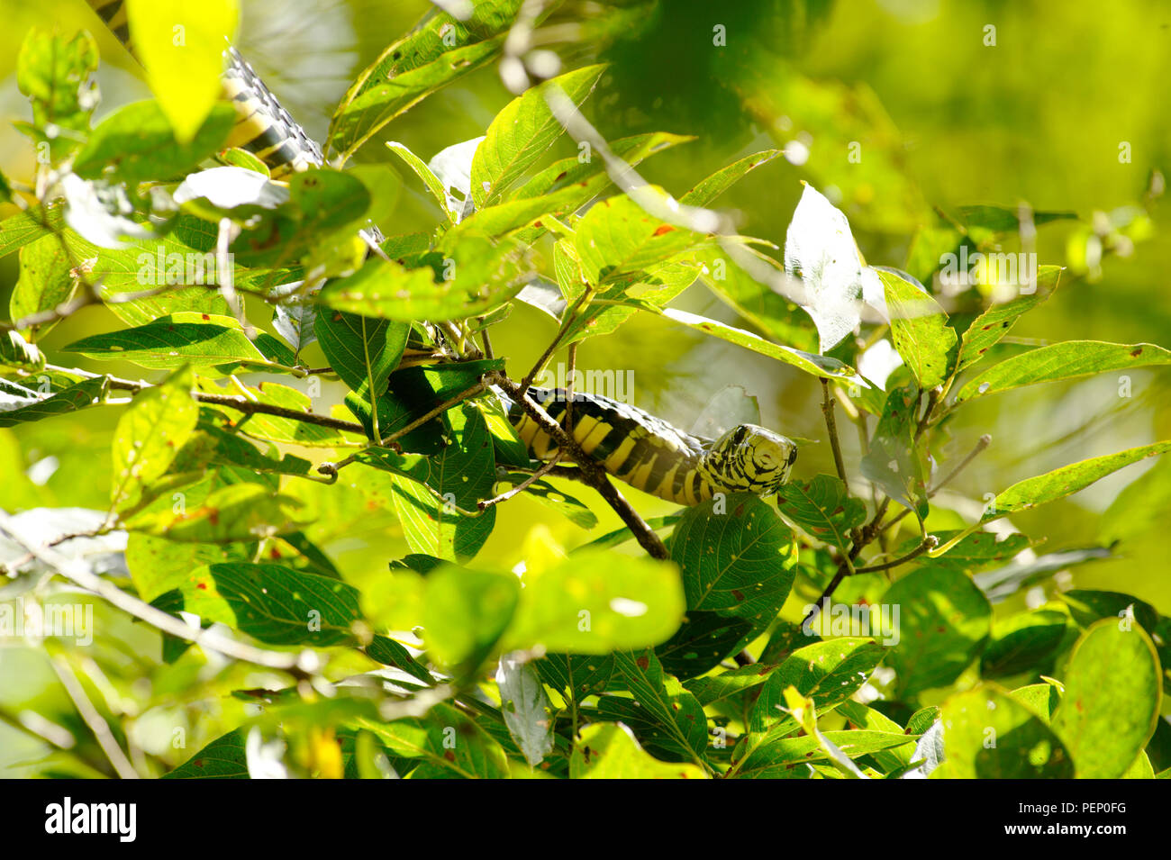 Tiger Snake, Rincon Rain Forest, Costa Rica Stock Photo