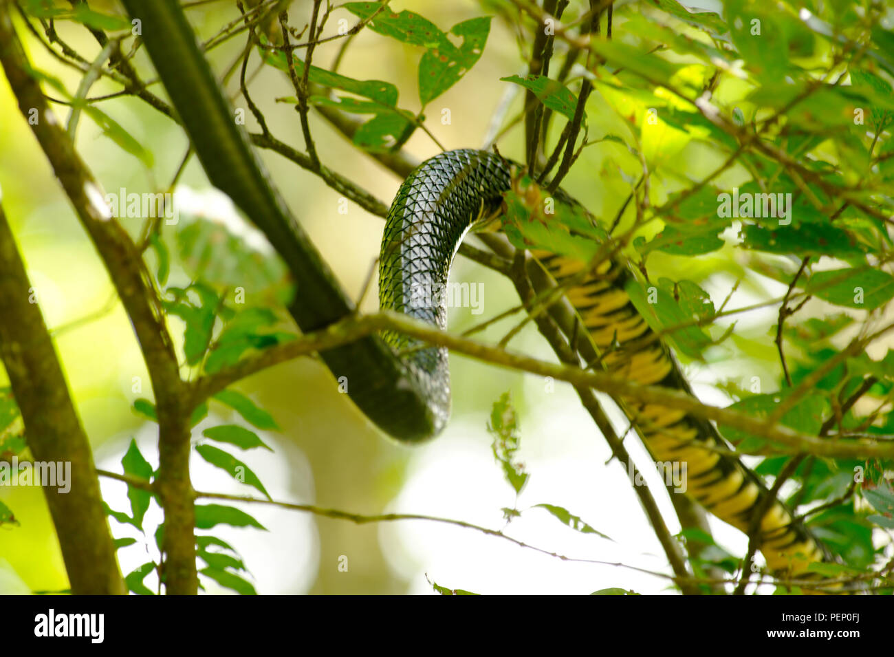 Tiger Snake, Rincon Rain Forest, Costa Rica Stock Photo