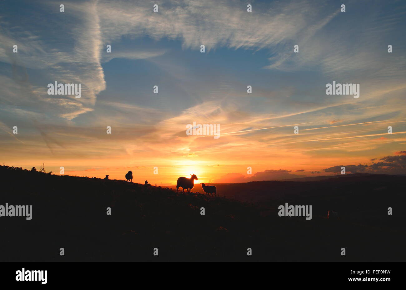 Silhouette of sheep on a farmland in Dorset at sunrise Stock Photo