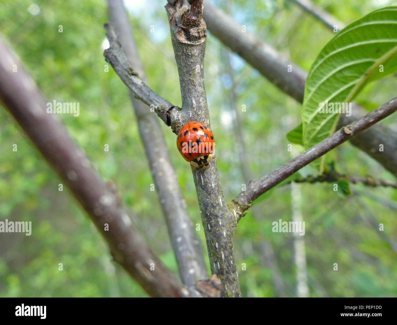 asian ladybeetle Stock Photo