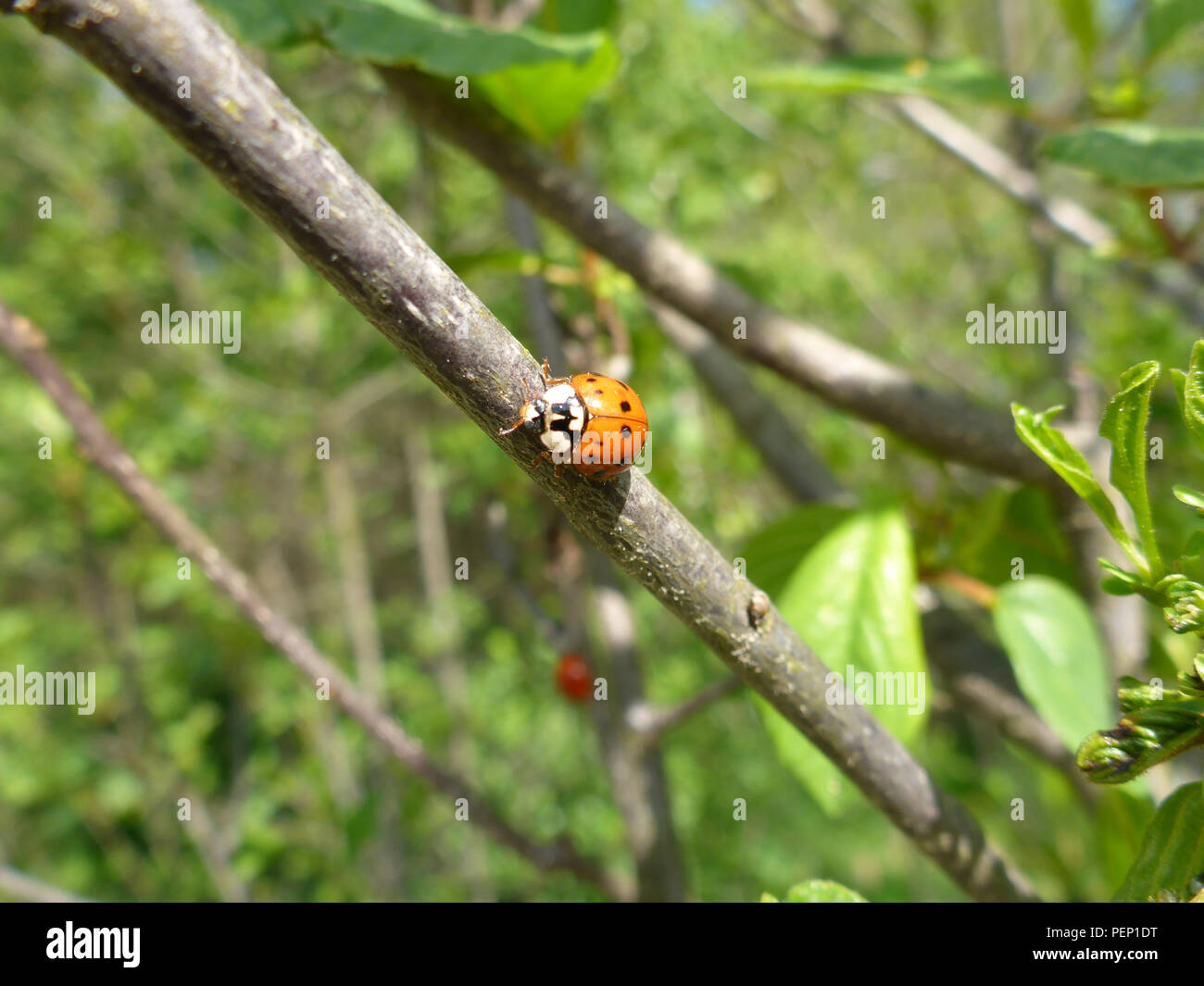 asian ladybeetle Stock Photo