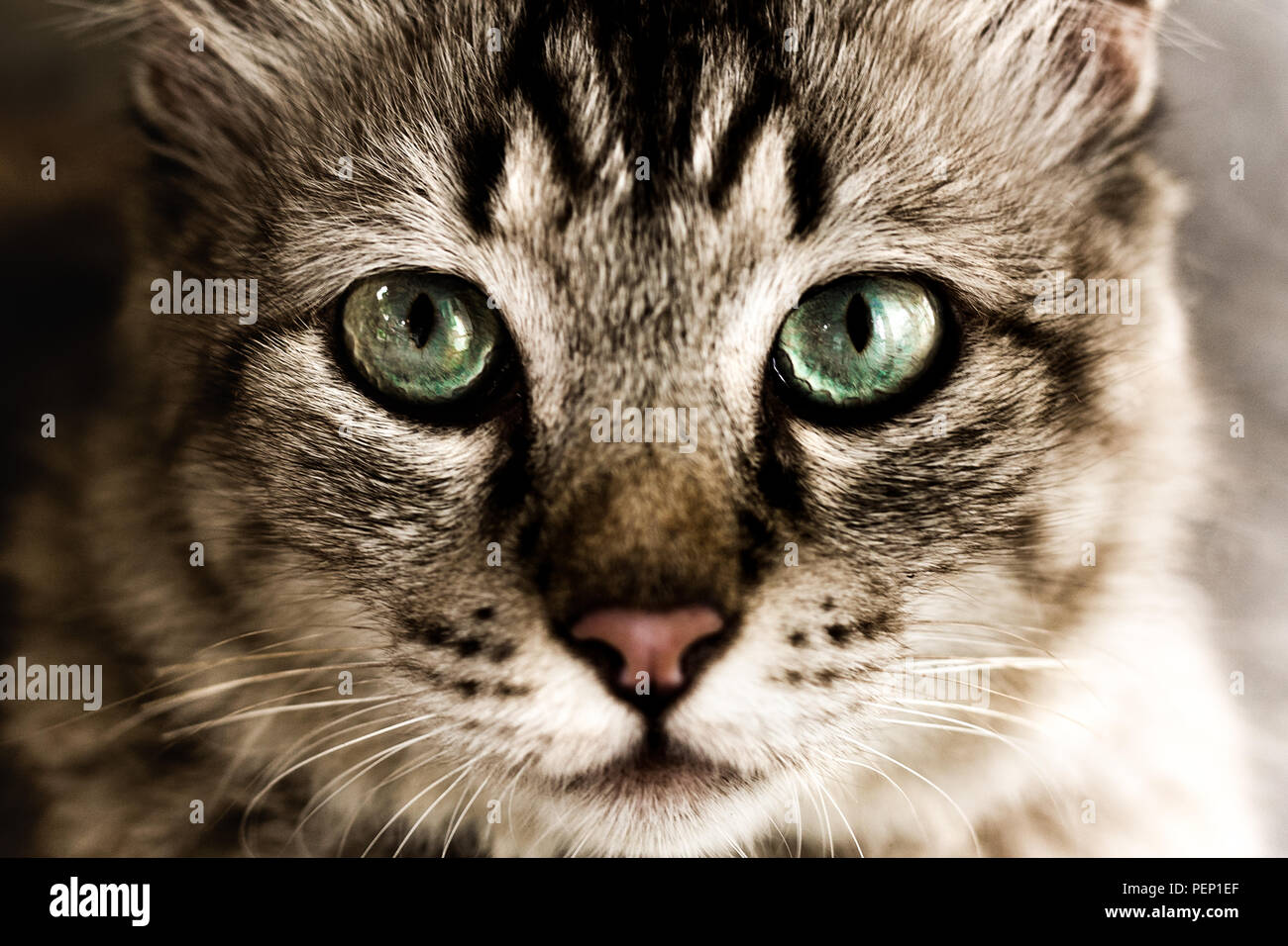 Close up portrait of beautiful green eyes cat Stock Photo - Alamy