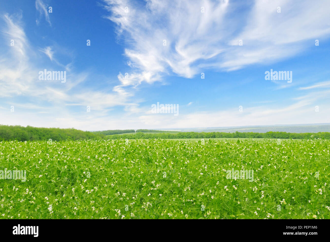 green field and blue sky with light clouds Stock Photo - Alamy