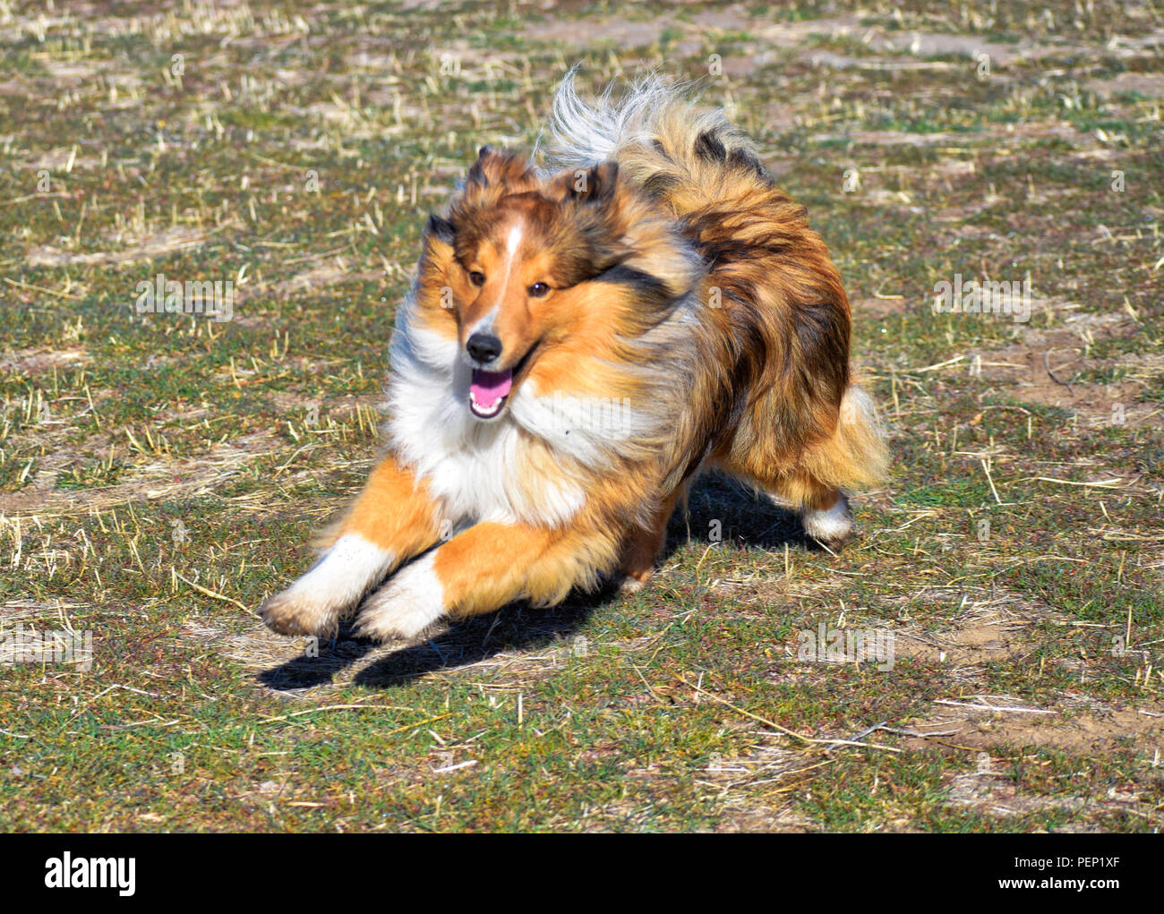 Sable Sheltie dog playing Stock Photo