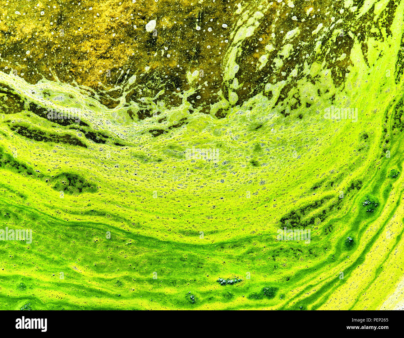 Polluted water with algae. Green and yellow colors. Natural textured