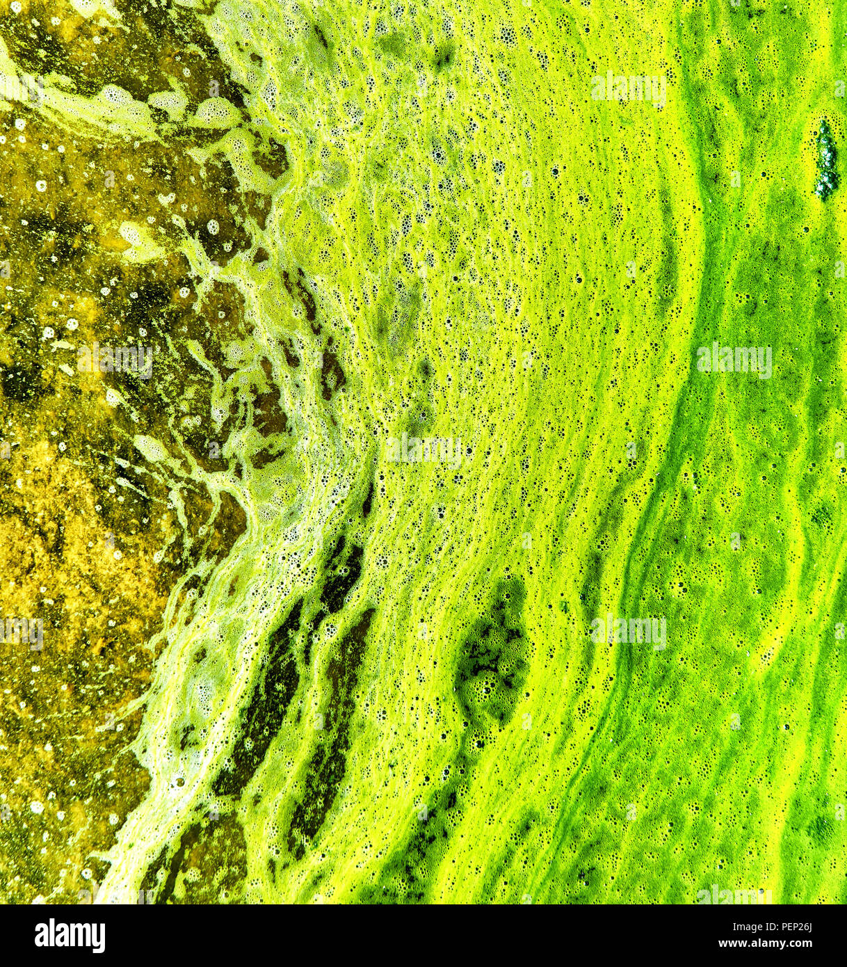 Polluted water with algae. Green and yellow colors. Natural textured