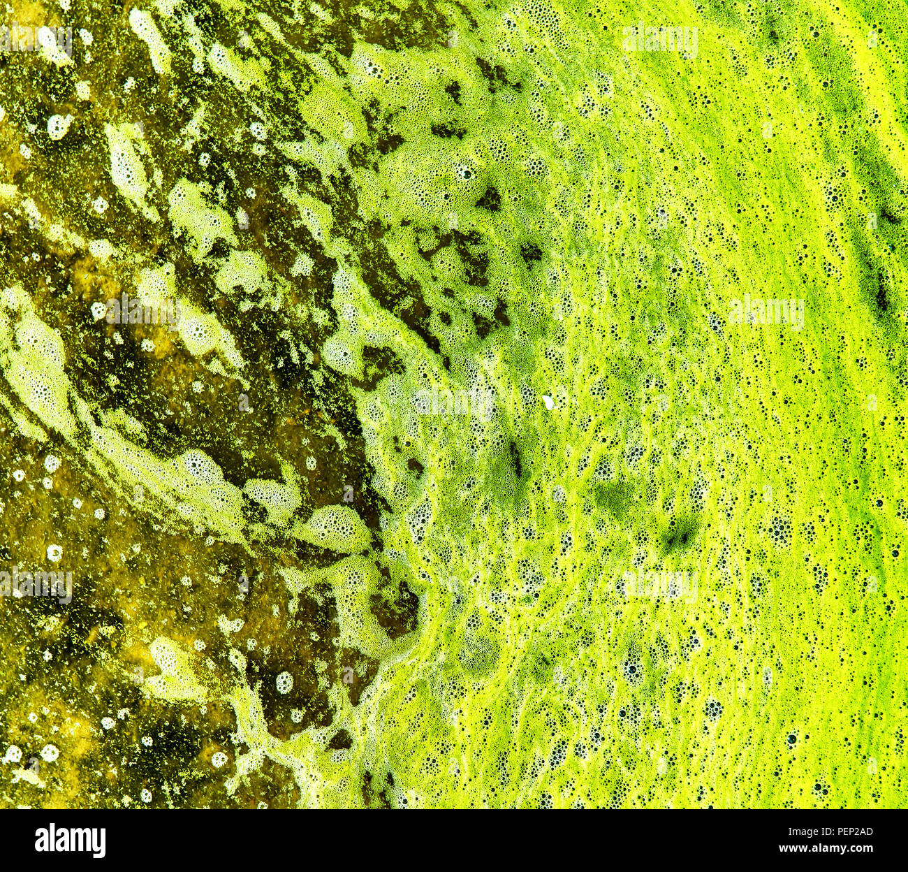 Polluted water with algae. Green and yellow colors. Natural textured