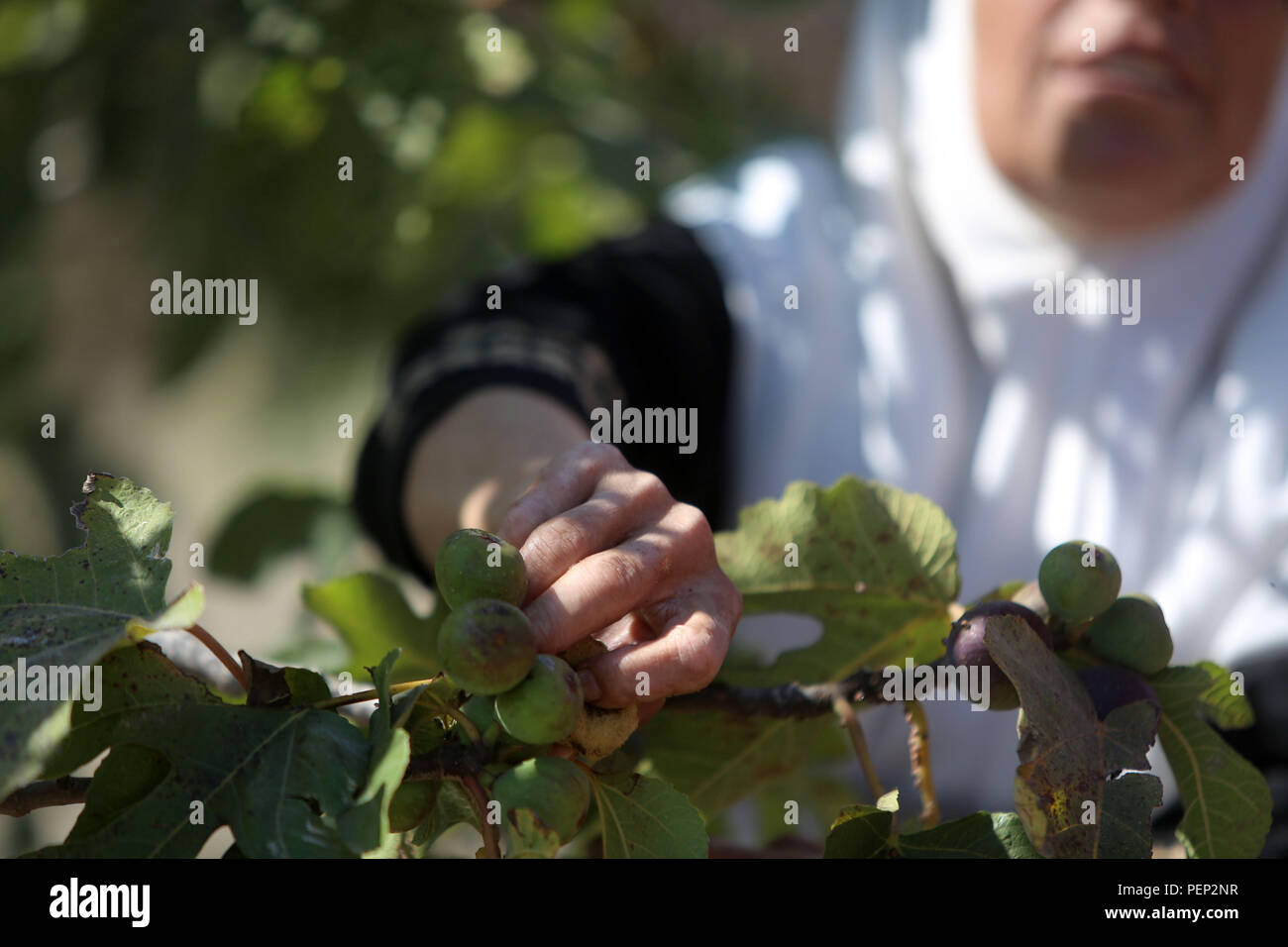 Nablus, West Bank, Palestinian Territory. 16th Aug, 2018. A Palestinian