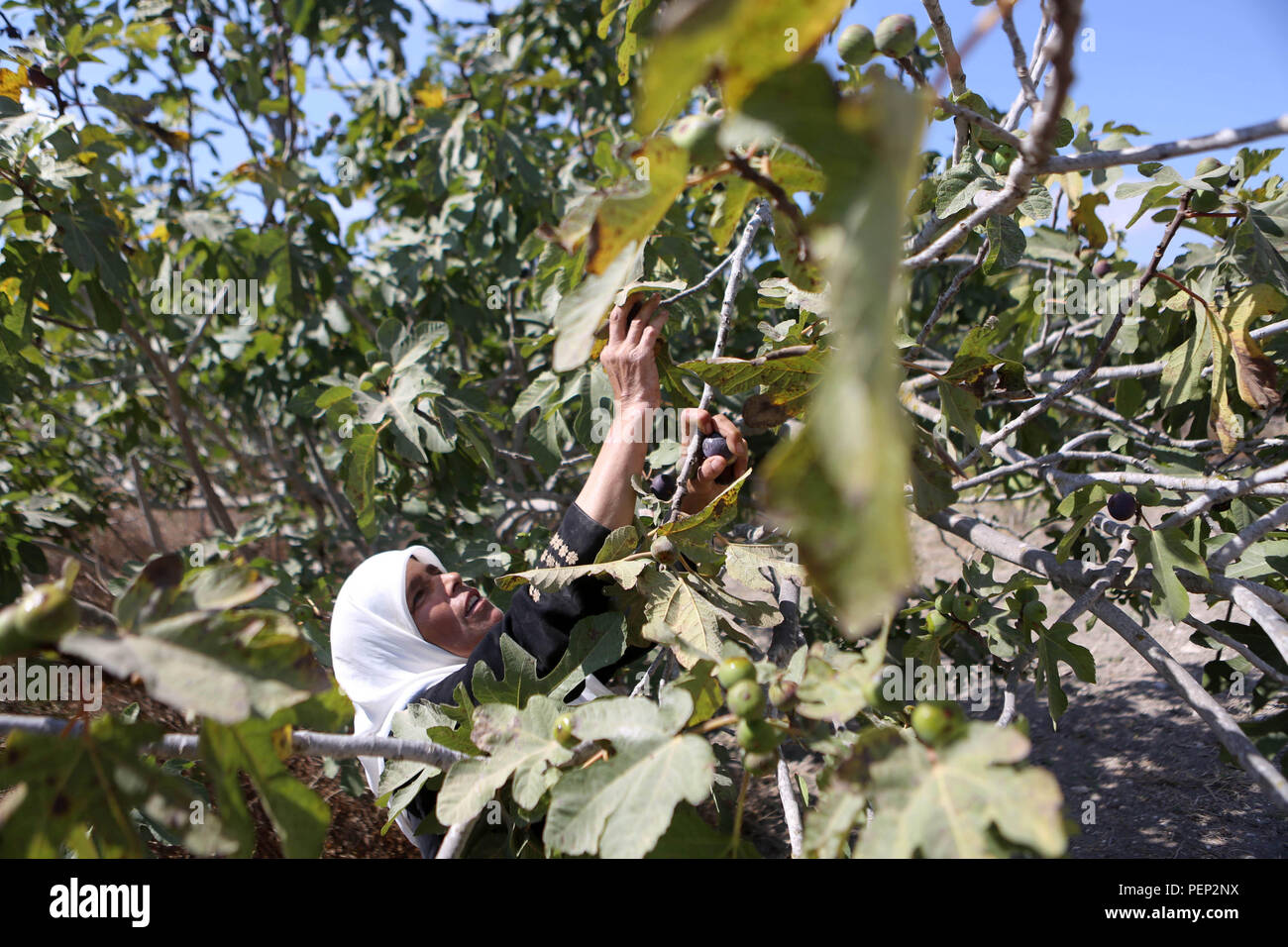 Nablus, West Bank, Palestinian Territory. 16th Aug, 2018. A Palestinian