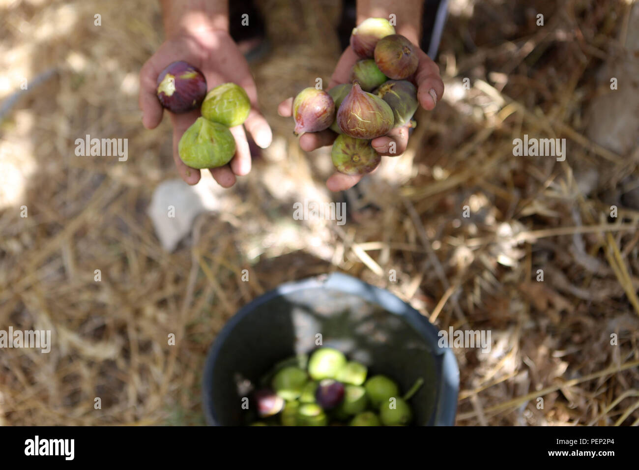 Figs jpg hires stock photography and images Alamy