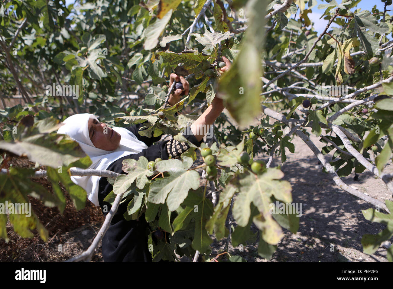Nablus, West Bank, Palestinian Territory. 16th Aug, 2018. A Palestinian