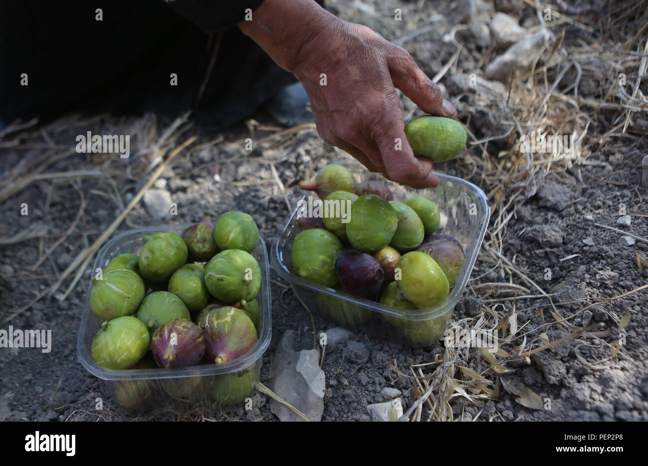 Woman harvest figs hires stock photography and images Alamy