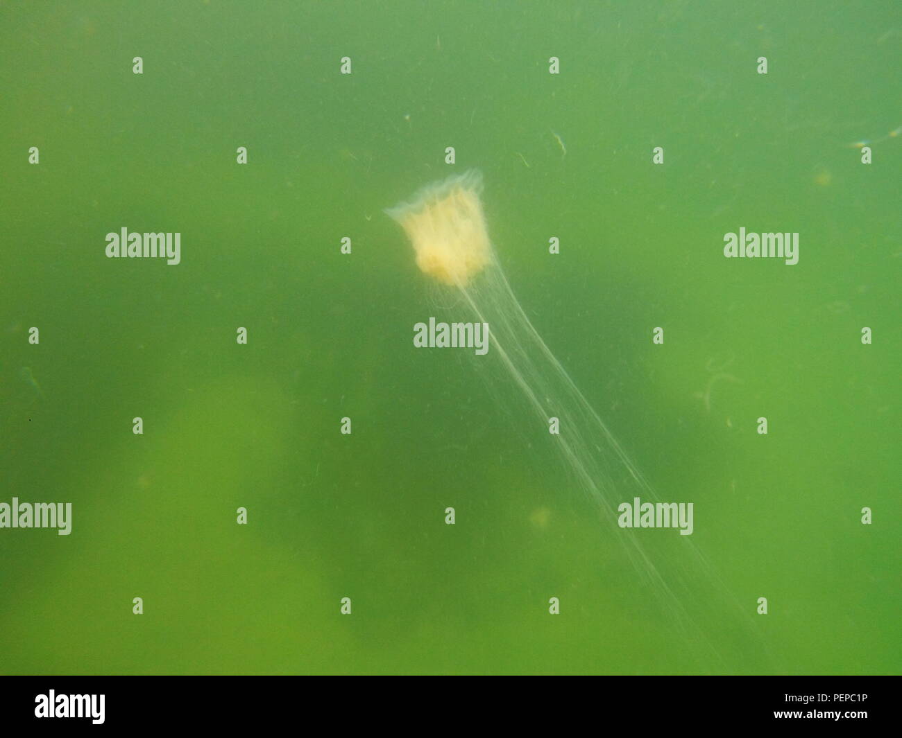 13 August 2018, Germany, Niendorf/Baltic Sea: A fire jellyfish swims in the Baltic Sea. A warning was delivered by the Ostholstein district for the beaches between Timmendorf beach and Haffkrug after hundreds of the complaints of bathers who came in contact with jellyfish in the past few days. Photo: Thomas Müller/dpa Stock Photo