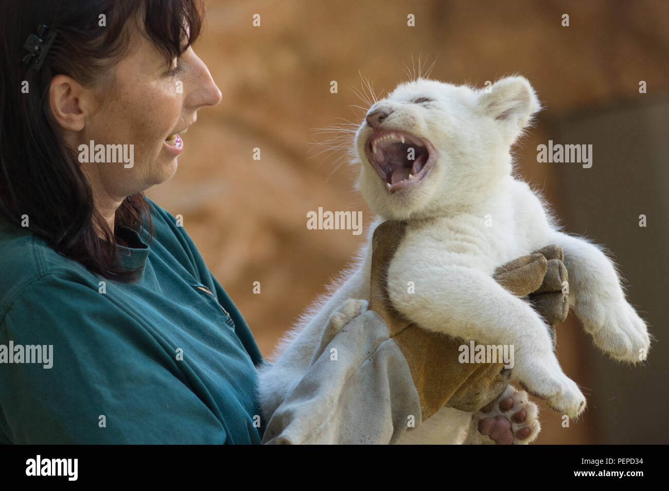 Magdeburg, Germany. 17th Aug, 2018. The zookeeper Susanne Paelecke carries  a white lion cub to the scales. On 05 July 2018 the lion mother \, image size:1300x955