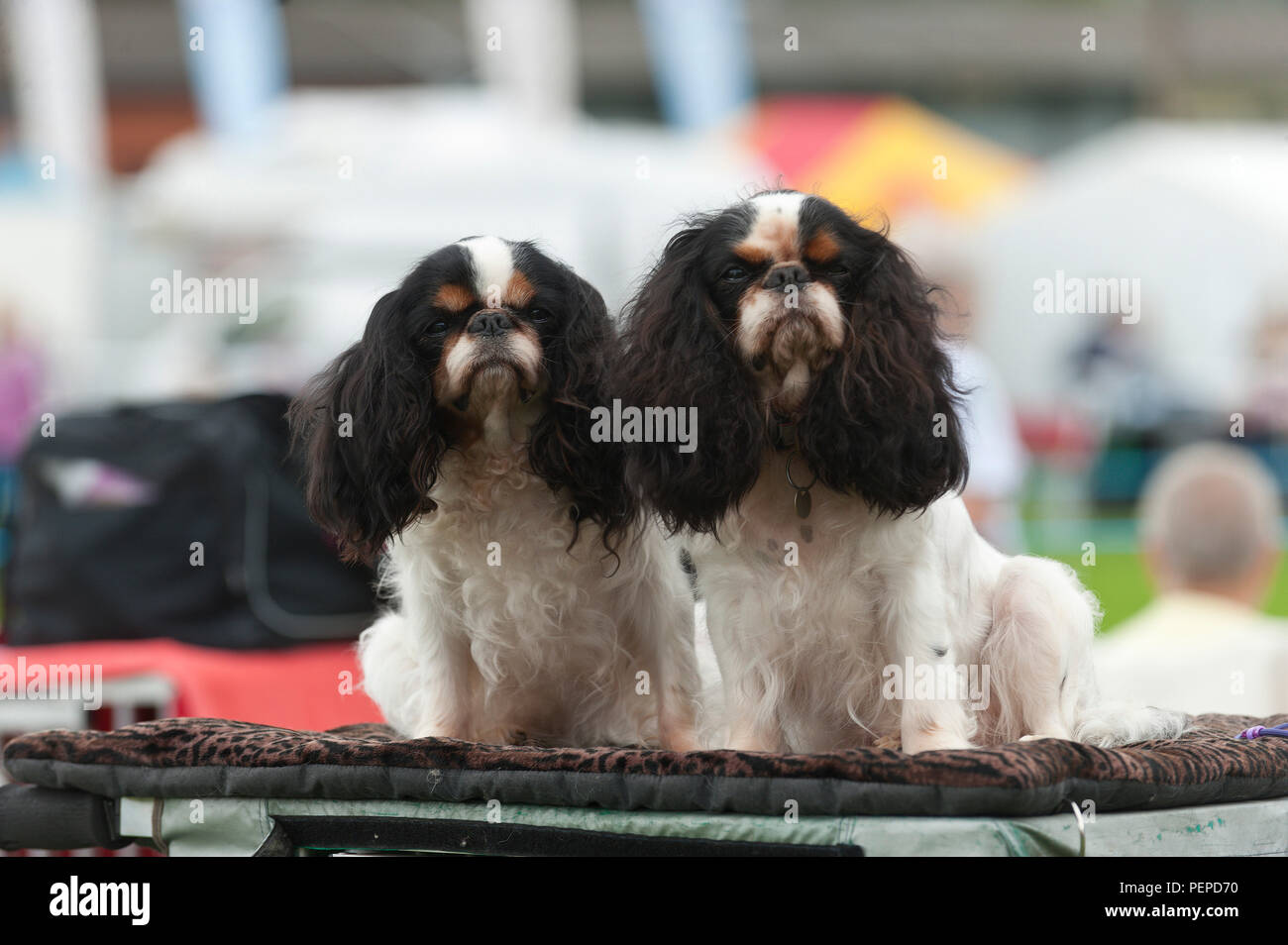 cavalier king charles spaniel dog show 2018