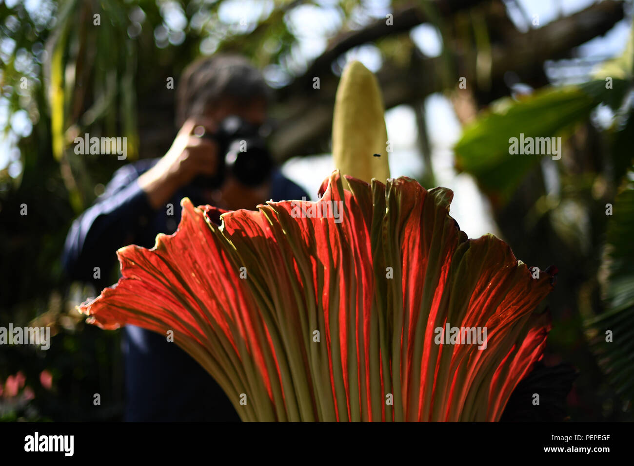 Dortmund, Germany. 17th Aug, 2018. A photographer stands behind the titanium root (Amorphophallus titanum) in the Botanical Garden. This exotic plant blooms for only three days, during which it emits a distinctive smell. Credit: Ina Fassbender/dpa/Alamy Live News Stock Photo