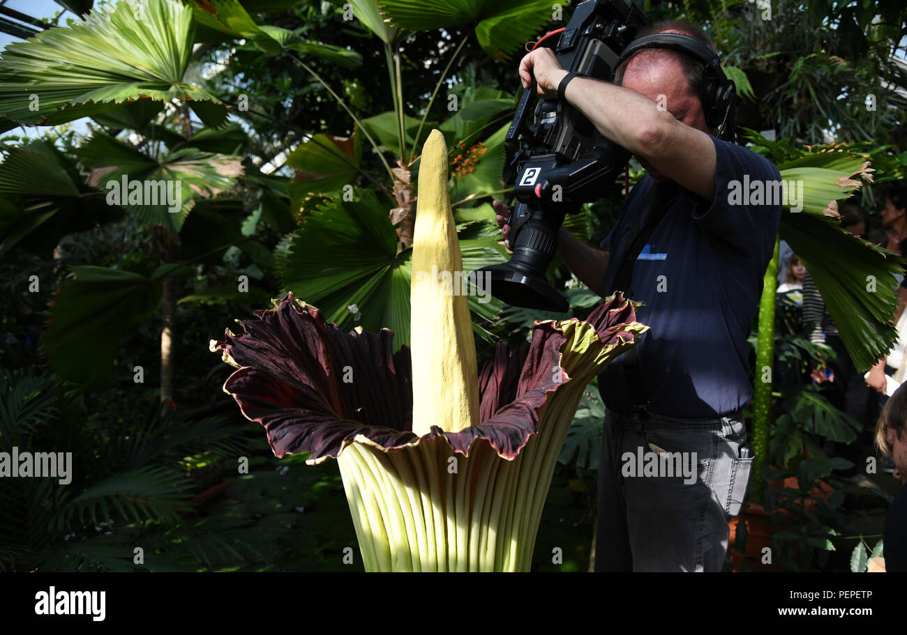 Dortmund, Germany. 17th Aug, 2018. A cameraman films the titanium root (Amorphophallus titanum) in the Botanical Garden. This exotic plant blooms for only three days, during which it emits a distinctive smell. Credit: Ina Fassbender/dpa/Alamy Live News Stock Photo