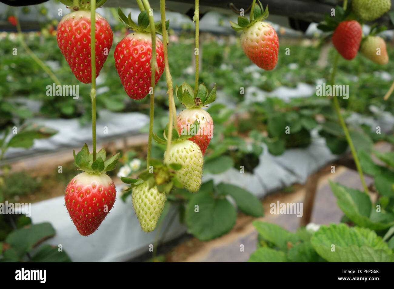 Fresh strawberries that are grown in greenhouses in Cameron Highland ...