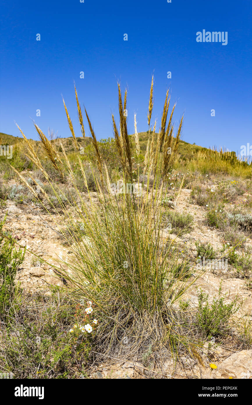 Macrochloa tenacissima, Esparto Grass Growing in the Andalusia Countryside Stock Photo