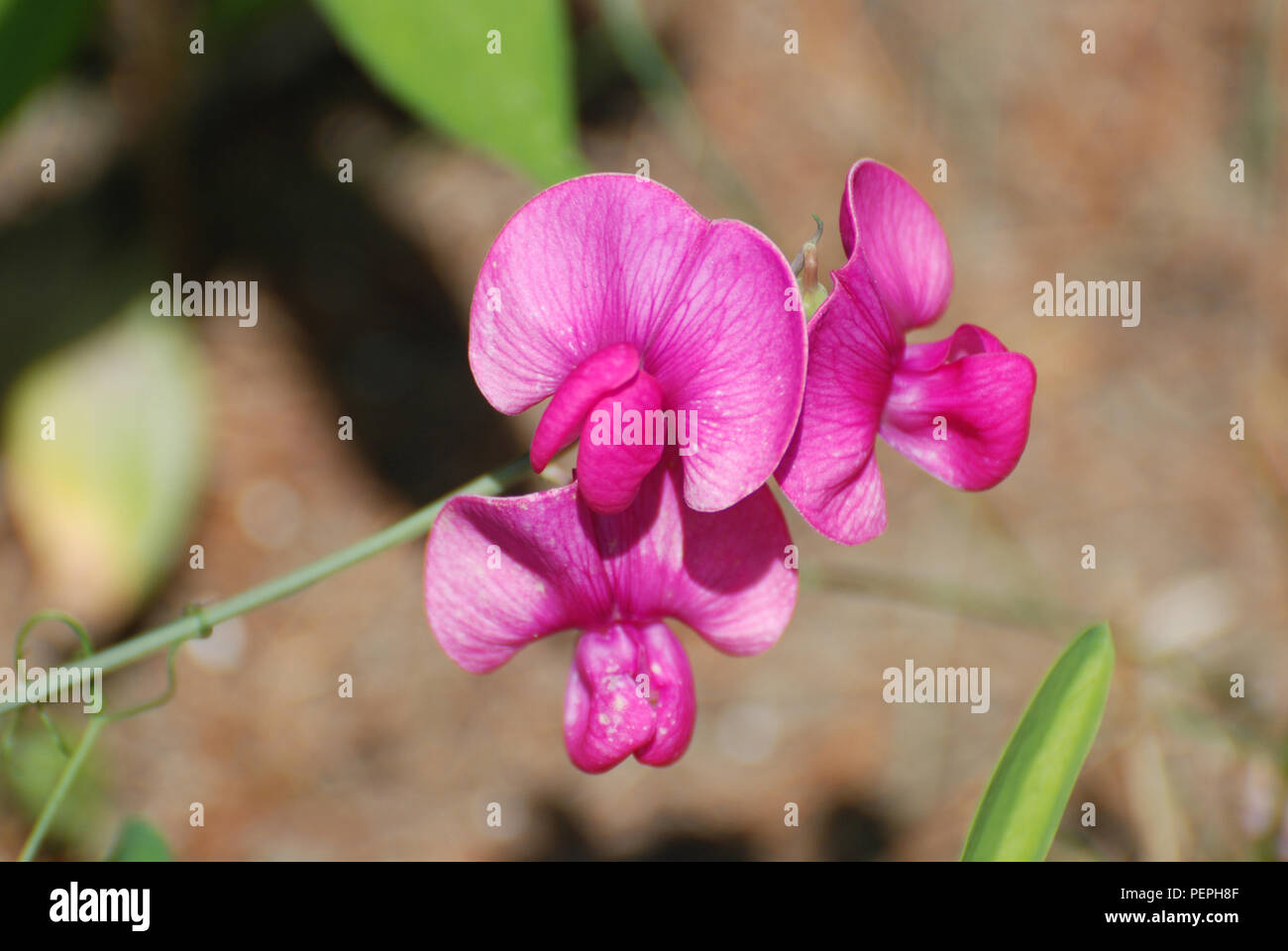 Blooming pink sweet pea vines flowering Stock Photo Alamy