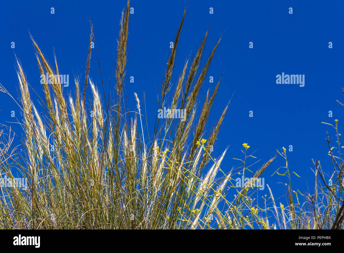 Macrochloa tenacissima, Esparto Grass Growing in the Andalusia Countryside Spain Stock Photo