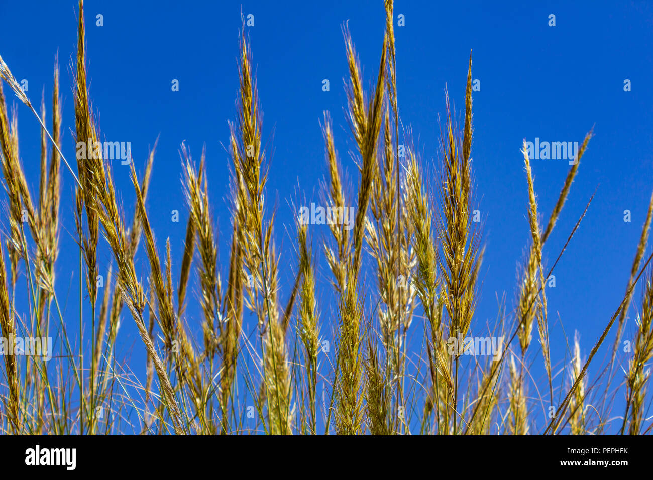 Macrochloa tenacissima, Esparto Grass Growing in the Andalusia Countryside Spain Stock Photo