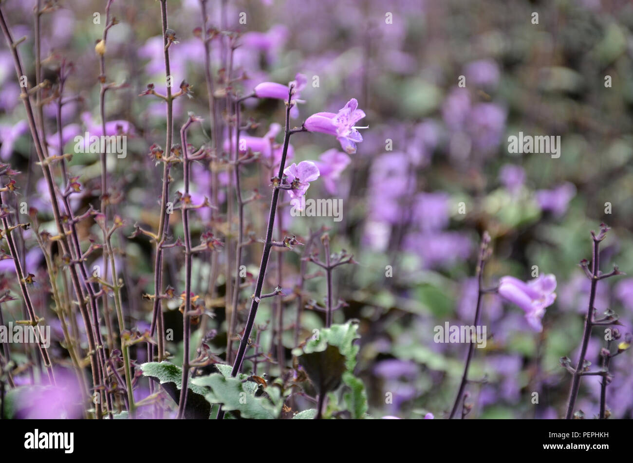 Plectranthus Mona Lavender flowers in the garden Stock Photo - Alamy